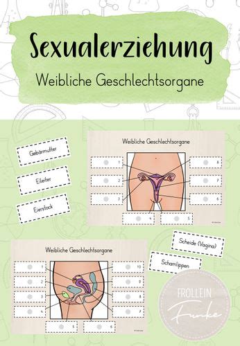 Aufbau und funktion der weiblichen geschlechtsorgane zu den äußeren geschlechtsorganen (äußere genitalien, vulva) gehören scheidenvorhof, schamlippen und klitoris (kitzler). Weibliche Geschlechtsorgane Klasse 8 Frontansicht : Morhia ...