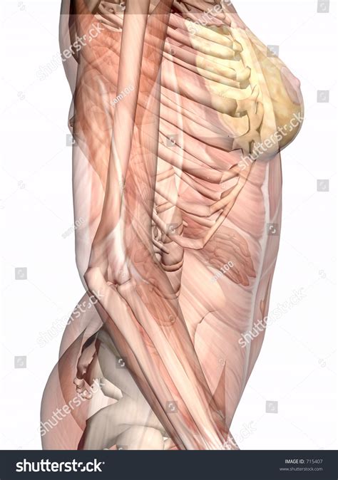Free online quiz torso model muscle anatomy. Upper Torso Anatomy : Vintage French Posters Botany ...