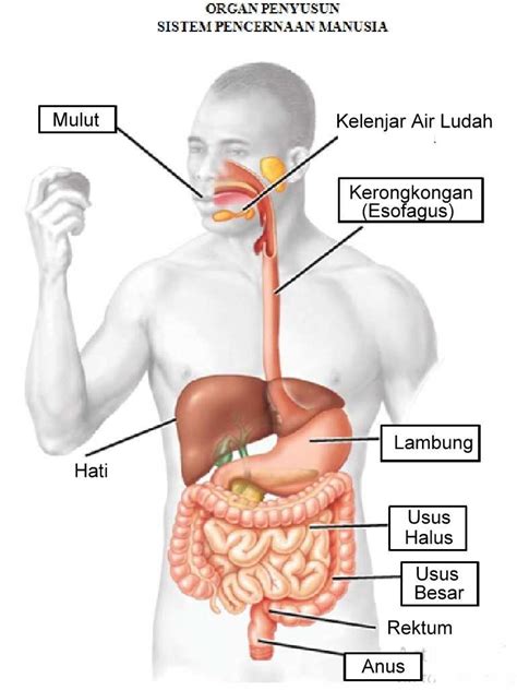 Walau bagaimanapun, organ utama penghapusan adalah buah pinggang. organ penyusun sistem pencernaan manusia - Penelusuran ...