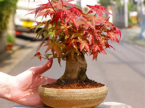 Japanese art of cultivating natural tree in a container. JAPOSAN: BONSAI JAPAN DIRECT