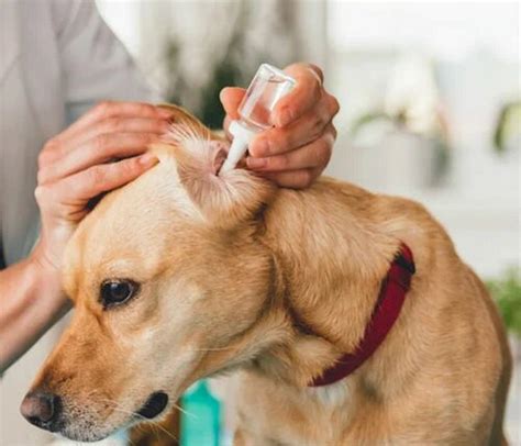 Причины возникновения ушных инфекций у собак | Dogs ears infection, Dog ...