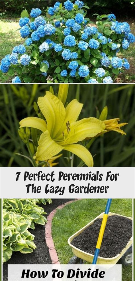 A hard cutback of the plants in summer can be beneficial to encourage new growth of previously suffering plants. 7 Perfect Perennials for the Lazy Gardener- If you want a ...