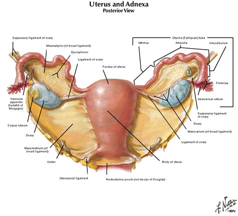 The round ligament exits the pelvis via the deep inguinal ring. Duke Anatomy - Lab 7: Inguinal Region & Gonads