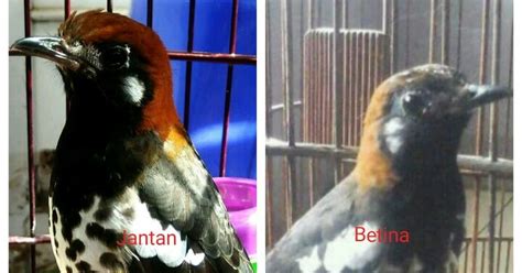 Kicau burung sikatan belang /decu kembang. Perbedaan fisik dan perilaku antara Anis Kembang (AK ...