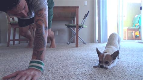 The two asanas are paired together for a gentle, flowing vinyasa i.e. Video: Chihuahua Doing Yoga With Owner | Pawstruck.com