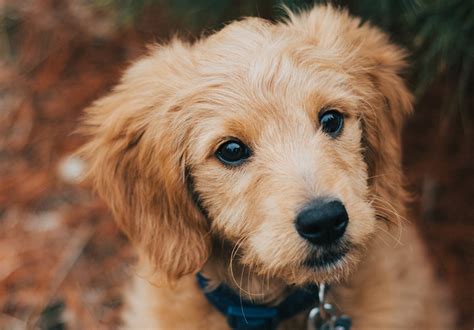 We'll teach you how to communicate with your dog, in. Sit Means Sit Golden Retriever Puppy