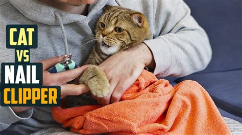 The nail is firmly attached, growing directly from the last bone of the they tend to come off during normal scratching behavior. Cat vs Nail Clipper - YouTube