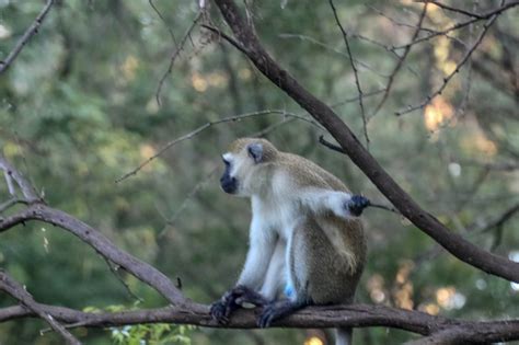 Cannundrums: Vervet Monkey