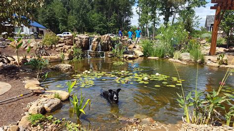 4301 lawndale drive, greensboro, nc 27455 directions. Barley takes a refreshing break in the jumbo pond at the ...