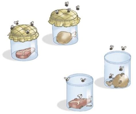 More specifically, it is the theory that living things only come from other living things through reproduction. Abiogênese e biogênese: exemplos e experimentos - Cola da Web