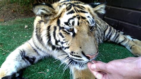 Just like how the hairs on your arm can feel a soft breeze blowing or a spider crawling on you, whiskers on a tiger's face and chin give it messages about what is going on around him or her. This is the longest tiger whisker I have found - YouTube