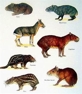 Rodent Chart Unusual Animals Rare Animals Animals Wild