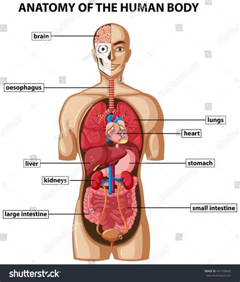 8 body cavities body cavities are spaces within the body that house and protect internal organs (viscera). Female Human Anatomy Diagram Female Human Body Diagram Diagram Showing Anatomy Human Body Names ...