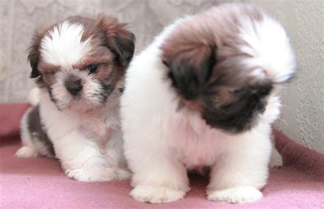 Our bernedoodle & goldendoodle puppies have found homes all over the united states, traveling an hour away to green hills or clarksville, tennessee, two or three hours to kentucky or alabama, longer trips to oklahoma, illinois,kansas, florida, north carolina or indianna, or a multiple hour airplane ride to alaska, california, texas, nevada or new york city to live across the street from. Shih Tzu Puppies For Sale | Clarksville, TN #272209