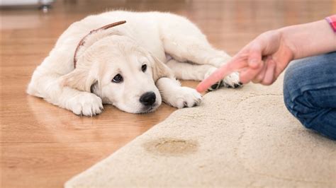 Wie bekomme ich den t… Hund auf den Teppich gepinkelt? Ärgere dich nicht! So ...