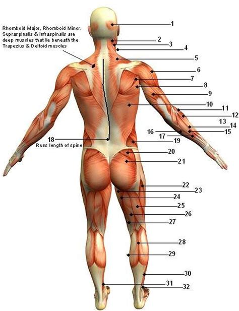 Diagram of muscles and anatomy charts. Pictures Of Back Muscles