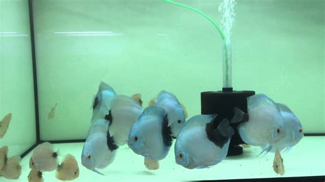 Explore the best of hamburg city center! Discus Center Hamburg - Halfmoon Blue Daimond Discus ...