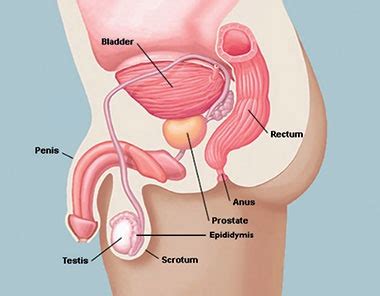 The severity of symptoms may depend on where the cancer is located in the prostate and how advanced it has become. Prostate cancer - Cancer information - Cancer Focus NI