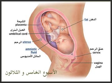 المحتويات الاسبوع الخامس من الحمل (بدء الفترة الجنينية) الاسبوع السادس من الحمل (ضخ الدم في القلب) اعراض الحمل و مراحل الحمل و مراحل نمو الجنين بالتفصيل ...