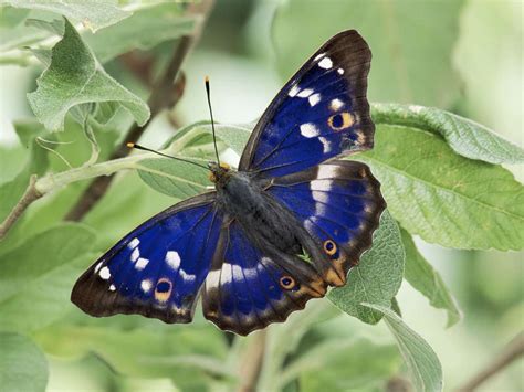 Quali sono le caratteristiche principali delle farfalle? luglio 2011 | Immagini e Sfondi per Ogni Momento