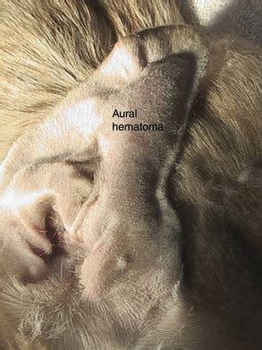 Dr magnifico demonstrates how to drain an aural (ear) hematoma on a cat with chronic ear problems. Laser Ear Surgery | Veterian Key