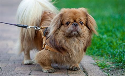 Ministro de educación y retorno a clases: Israël : la fin des crottes de chien dans les rues de Tel ...