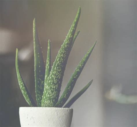 Shop online for all your cactus and. How to Grow Succulents in a Windowless Room or an Office ...