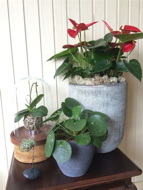 The pilea peperomioides has many different common names and may also be referred to as the chinese money plant, coin plant, pancake plant, and ufo plant. Chinese money plant, orchid Kokedama style and oxacana ...