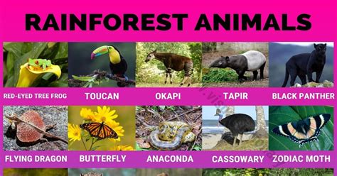 With three new videos released every week there's something for all nature loves from astounding animal behaviour to beautiful imagery. Rainforest Animals: 40 Amazing Animals Found in the ...