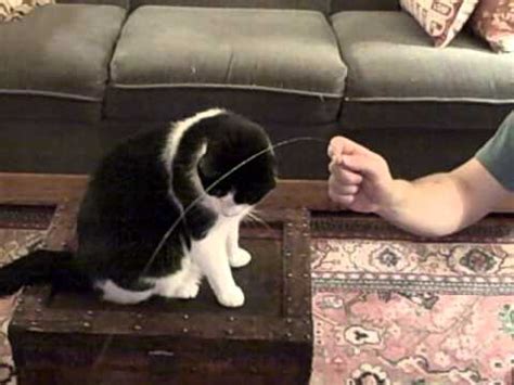 Der cat dancer stimuliert den natürlichen spieltrieb ihrer katze: Cat Dancer Toy - YouTube