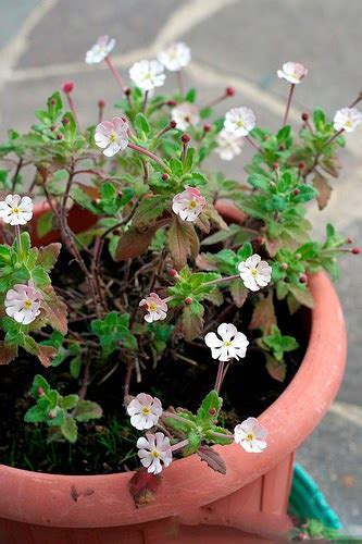 As the sun goes down, its tiny burgundy buds begin to open until they reveal masses of starry white blooms that glow in the. Midnight Candy - Night Phlox