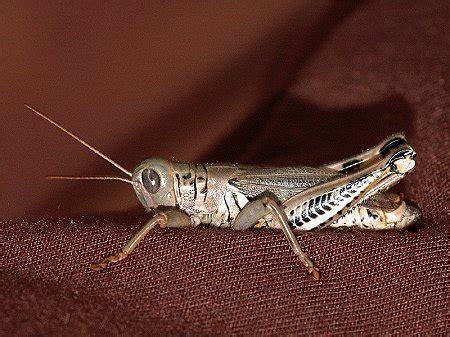 Caelifera grasshoppers represent the most common insects eaten by callitrichids, and a large amount of their time is spent hunting and foraging for insect prey. Orthoptera » Caelifera