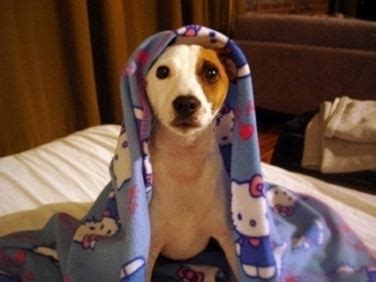 La distinzione necessaria da fare è quella tra vomito e rigurgito; Vomito del cane - il Cane - Come prevenire il vomito nel cane