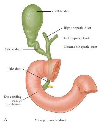 Sebuah karya seni yang sudah ada sejak dari zaman purba loh dan sudah berkembang sampai sekarang, karya seni ini menghasilkan wujud dalam bentuk tiga dimensi. BIOLOGI GONZAGA: SOAL PENCERNAAN-RESPIRASI-EKSKRESI