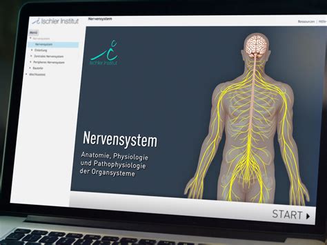 Rein anatomisch und topografisch kann das nervensystem in zwei teile gegliedert werden. iSMK Lernmodul „Nervensystem" | Andreas Horvath - Grafik ...