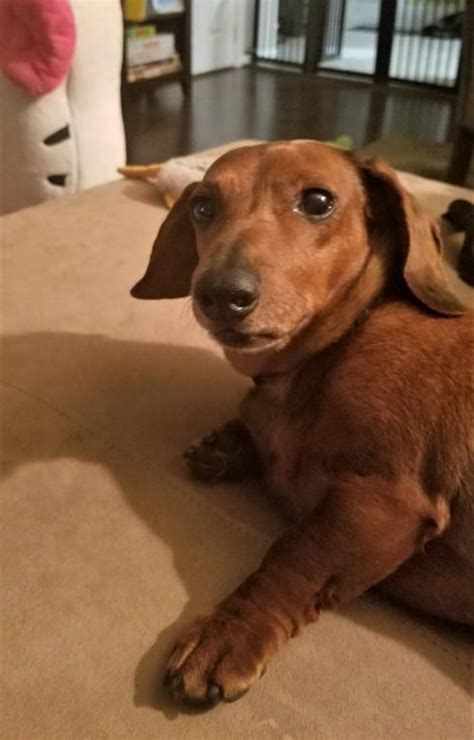 Our puppies are well socialized and ready to make your house doxie friendly. Arrow in VA #dachshund | Weenie dogs, Dachshund puppies ...