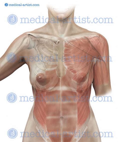 We did not find results for: Medical illustrations of muscles in various media. Images ...