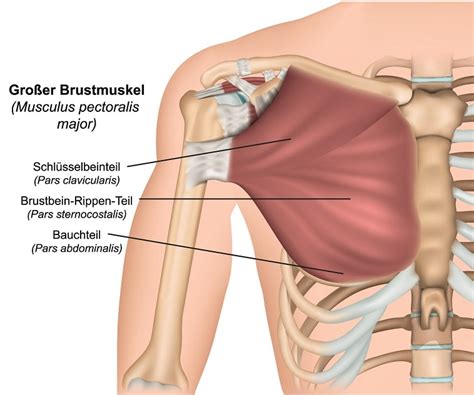 Pectoralis major rupture was historically a rare occurrence, but the incidence is increasing. Liegestützen: Eine unterschätzte Oldschool Übung für mehr ...