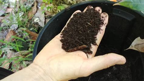 Find out more about garden waste collections in gateshead. Tropical Gardening Helpline: Make your own soil by ...