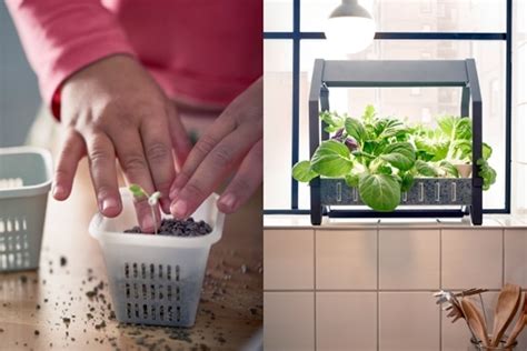 Then, gently tease out the plant roots so they can branch out more easily in their new home. IKEA Indoor Garden