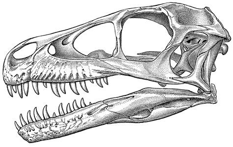 Use a pencil to draw a series of circles or ovals for each part of the dinosaur's body. Dromaeosaur Skull | Skull illustration, Medical ...