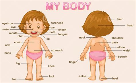 How much do you know about the names of body parts? A colourful world: Do you know your body parts? If you're ...