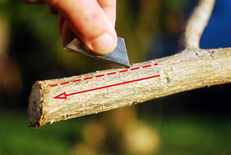 Take cuttings of new growth no longer than 10cm. How to Propagate a Coastal Coral Tree (Erythrina Caffra ...