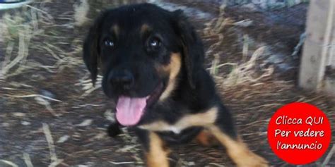 L'uomo con l'impregnazione cerca di aiutare il cucciolo ad apprendere quelle cose che non gli sono. In regalo cuccioli di cane incrocio volpino, pastore ...