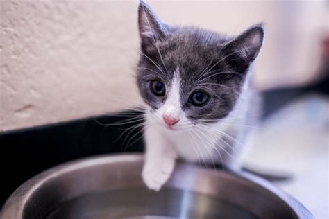 Visit petsmart's everyday dog or cat adoption centers or, at select locations, adopt a. Local animal shelter sees rise in number of motherless ...