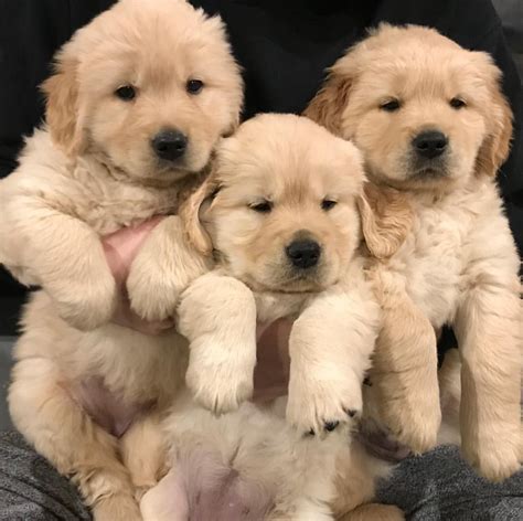 Lanette wright is a reputable dog breeder based in danville, vermont who has specialized in breeding beautiful golden retrievers since 1999. Good morning from the three little bears! 🐻😃🐾 ️ | Dogs ...