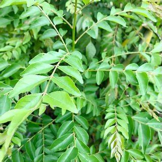 42 farming is required to grow curry trees. Buy Plant House - Kadi Patta / Curry Leaves - 25 Best ...