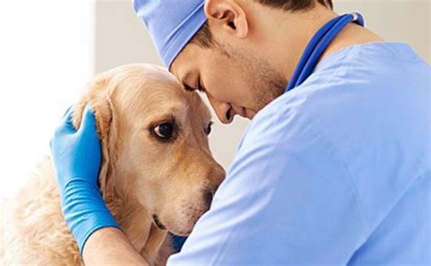 Cada 8 de julio, nuestro país conmemora el día del médico veterinario, en el cual se hace un reconocimiento especial a la loable labor de estos . Hoy se celebra el Día del Veterinario, profesión dedicada ...