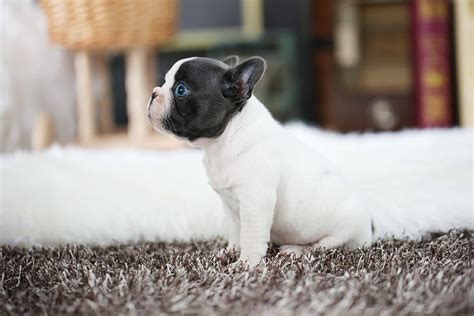 Are french bulldog puppies even right for you? Sugarpie - Mini French Bulldog F. | PetMe Teacup Puppies