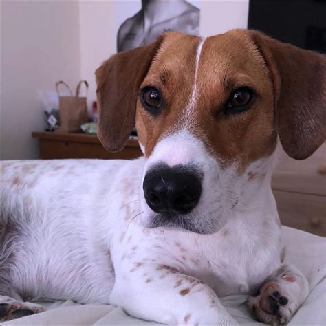 Basset hound puppies and dogs. The Basschshund is a cross between a Basset Hound and a ...